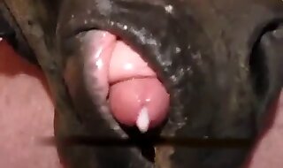 fucking animals