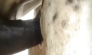 animal sex