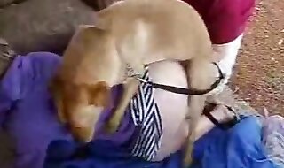 animal sex