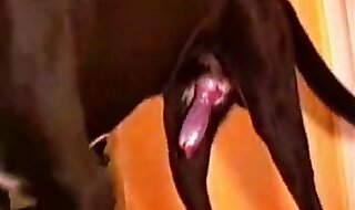 animal sex