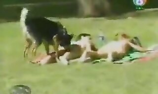videos zoofilia
