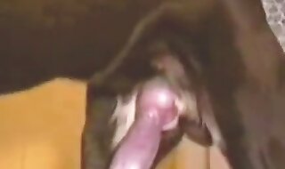 dog porn