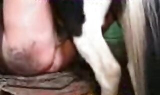 beastiality porn
