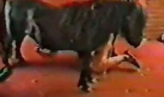 beastiality porn